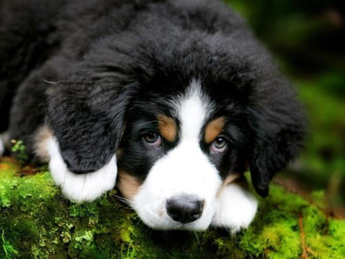 reduce dog shedding