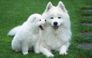 Reduce dog shedding