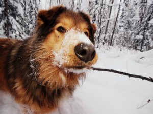 Reduce dog shedding
